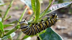 Danaus plexippus