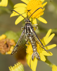 Pyropteron triannuliformis