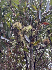 Eucalyptus conferruminata
