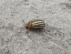 Leptinotarsa decemlineata