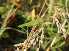 Phaneroptera falcata