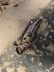 Melanoplus macclungi