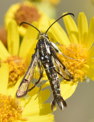 Pyropteron triannuliformis