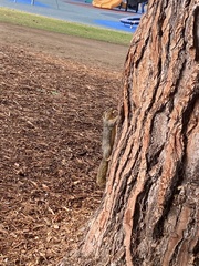 Sciuridae