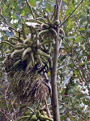 Eucalyptus conferruminata