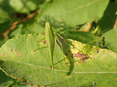 Phaneroptera falcata
