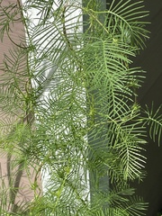 Ipomoea quamoclit