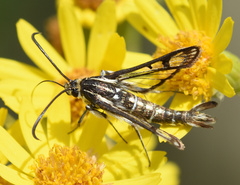 Pyropteron triannuliformis