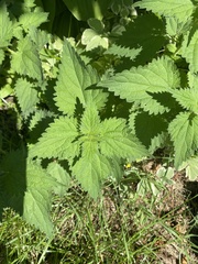Urtica dioica