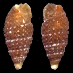 Joculator uveanus