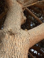 Sciuridae