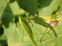 Phaneroptera falcata