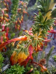 Erica coccinea