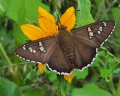 Apyrrothrix araxes