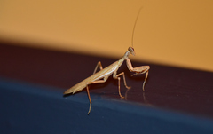 Ameles spallanzania
