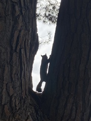 Sciuridae