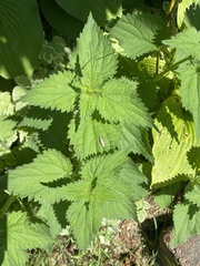 Urtica dioica