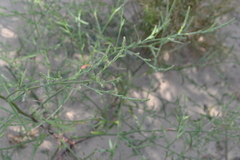 Corispermum hyssopifolium