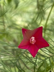 Ipomoea quamoclit