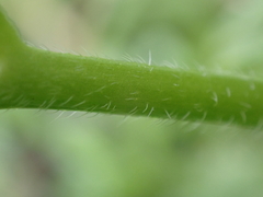 Myosotis scorpioides