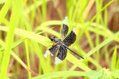 Erythrodiplax funerea