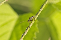 Neopamera bilobata