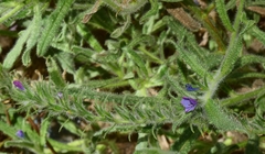 Echium