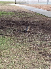 Sciuridae