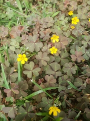Oxalis corniculata