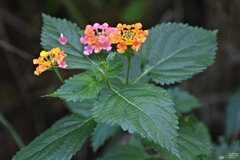 Lantana × strigocamara