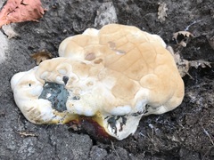 Ganoderma resinaceum
