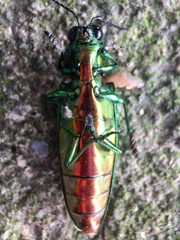 Chrysochroa fulgidissima