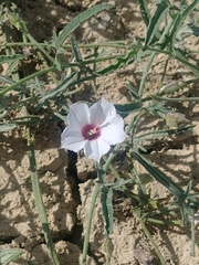 Convolvulus equitans