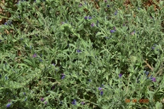 Echium