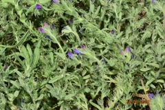 Echium