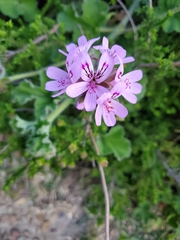 Pelargonium capitatum