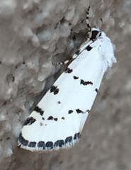 Grotella binda
