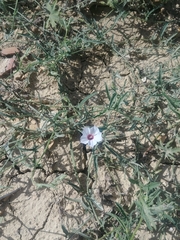 Convolvulus equitans