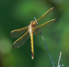 Libellula