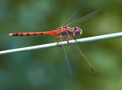 Sympetrum ambiguum