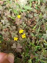Oxalis corniculata
