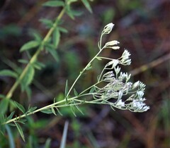 Eupatorium mohrii