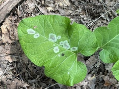 Calycomyza flavinotum