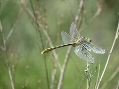 Ophiogomphus severus