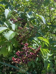 Sambucus racemosa
