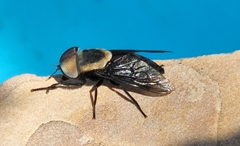 Tabanus punctifer