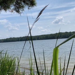 Zizaniopsis miliacea