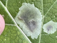 Calycomyza flavinotum