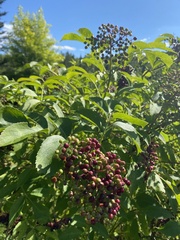 Sambucus racemosa