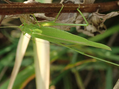 Phaneroptera falcata